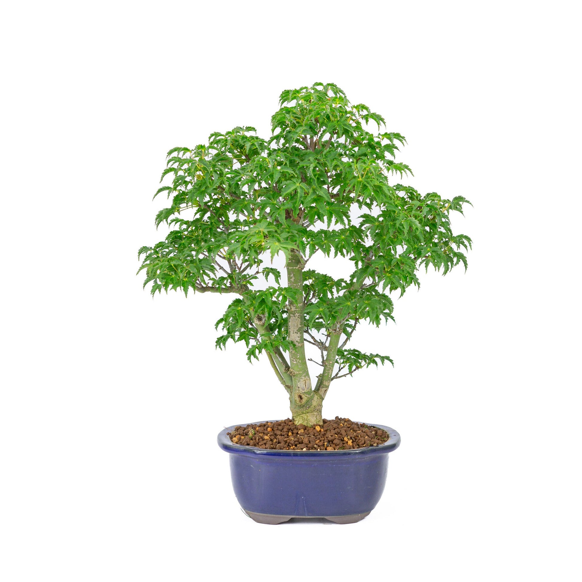 Bonsaï d'extérieur Acer palmatum « Shishigashira » pot Mokko bleu 20 cm, hauteur ~45 cm