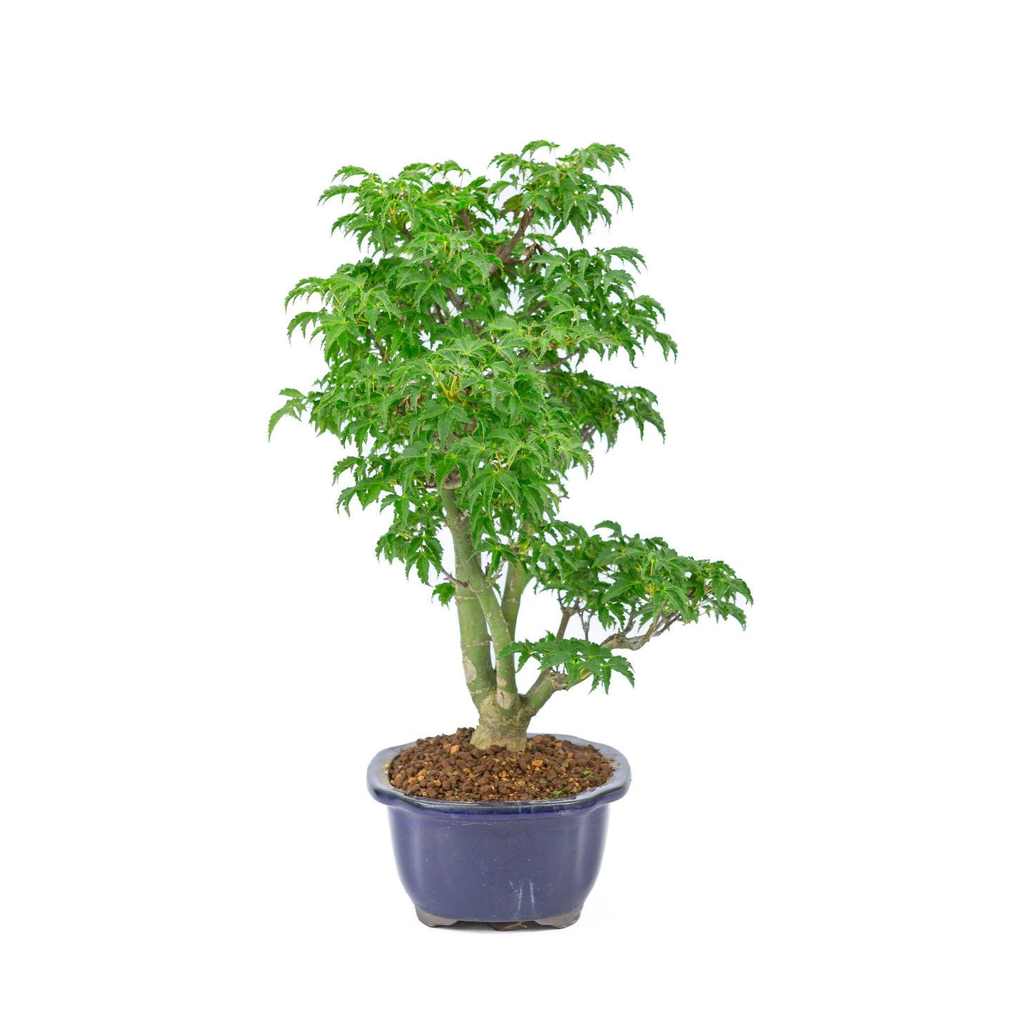 Bonsaï d'extérieur Acer palmatum « Shishigashira » pot Mokko bleu 20 cm, hauteur ~45 cm
