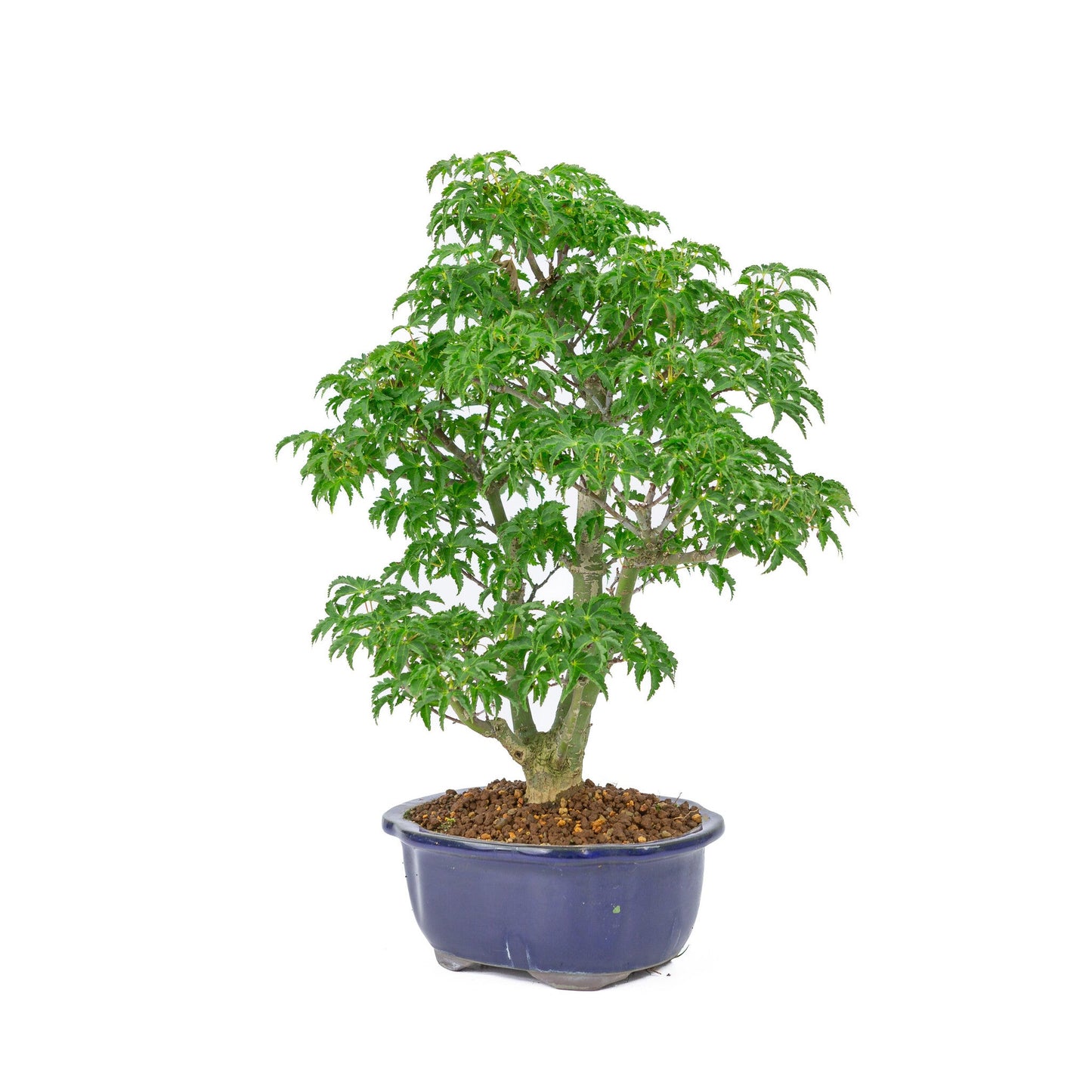 Bonsaï d'extérieur Acer palmatum « Shishigashira » pot Mokko bleu 20 cm, hauteur ~45 cm