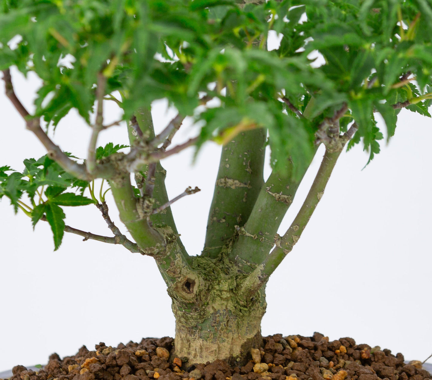Bonsaï d'extérieur Acer palmatum « Shishigashira » pot Mokko bleu 20 cm, hauteur ~45 cm