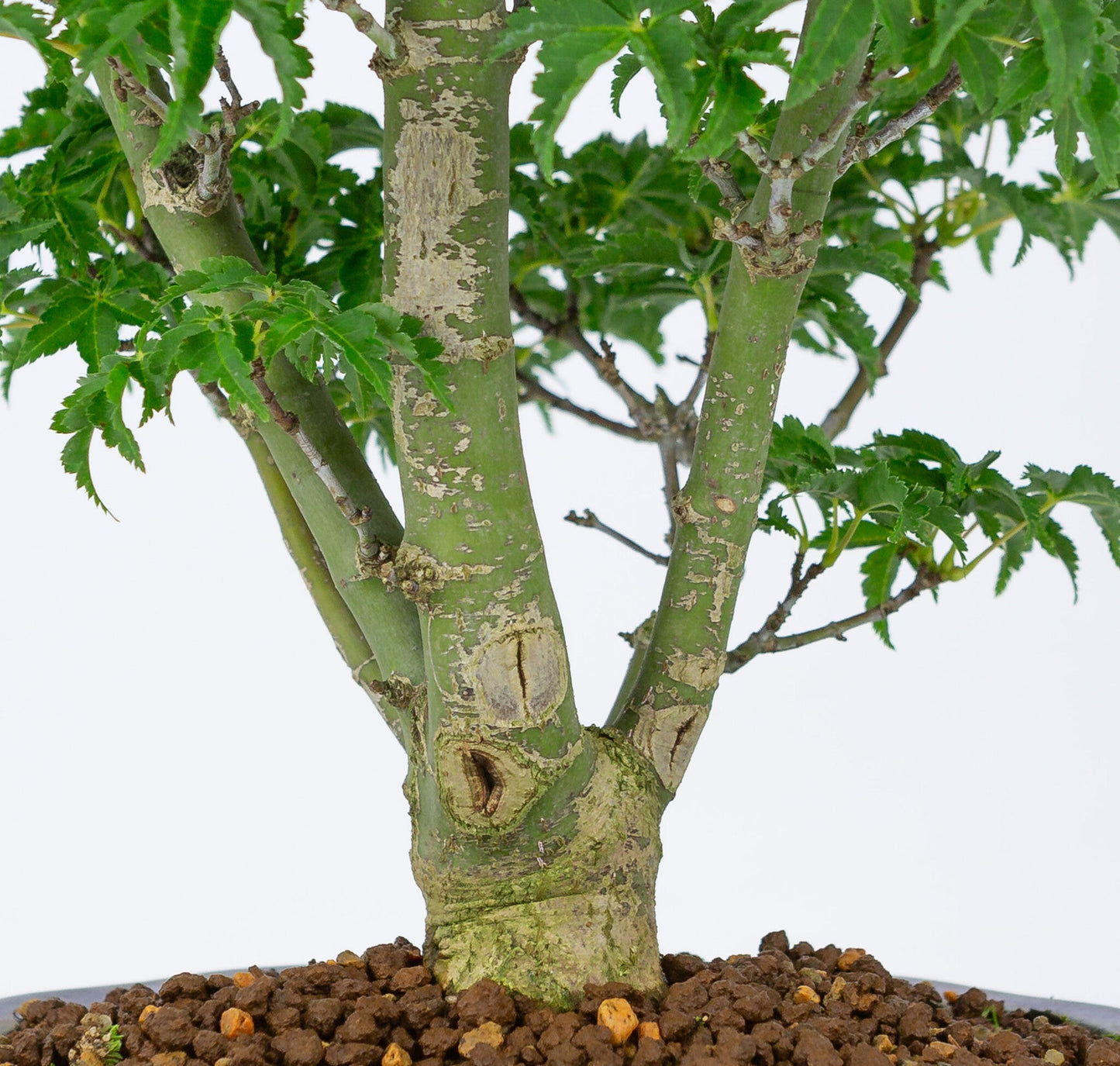 Bonsaï d'extérieur Acer palmatum « Shishigashira » pot Mokko bleu 20 cm, hauteur ~45 cm