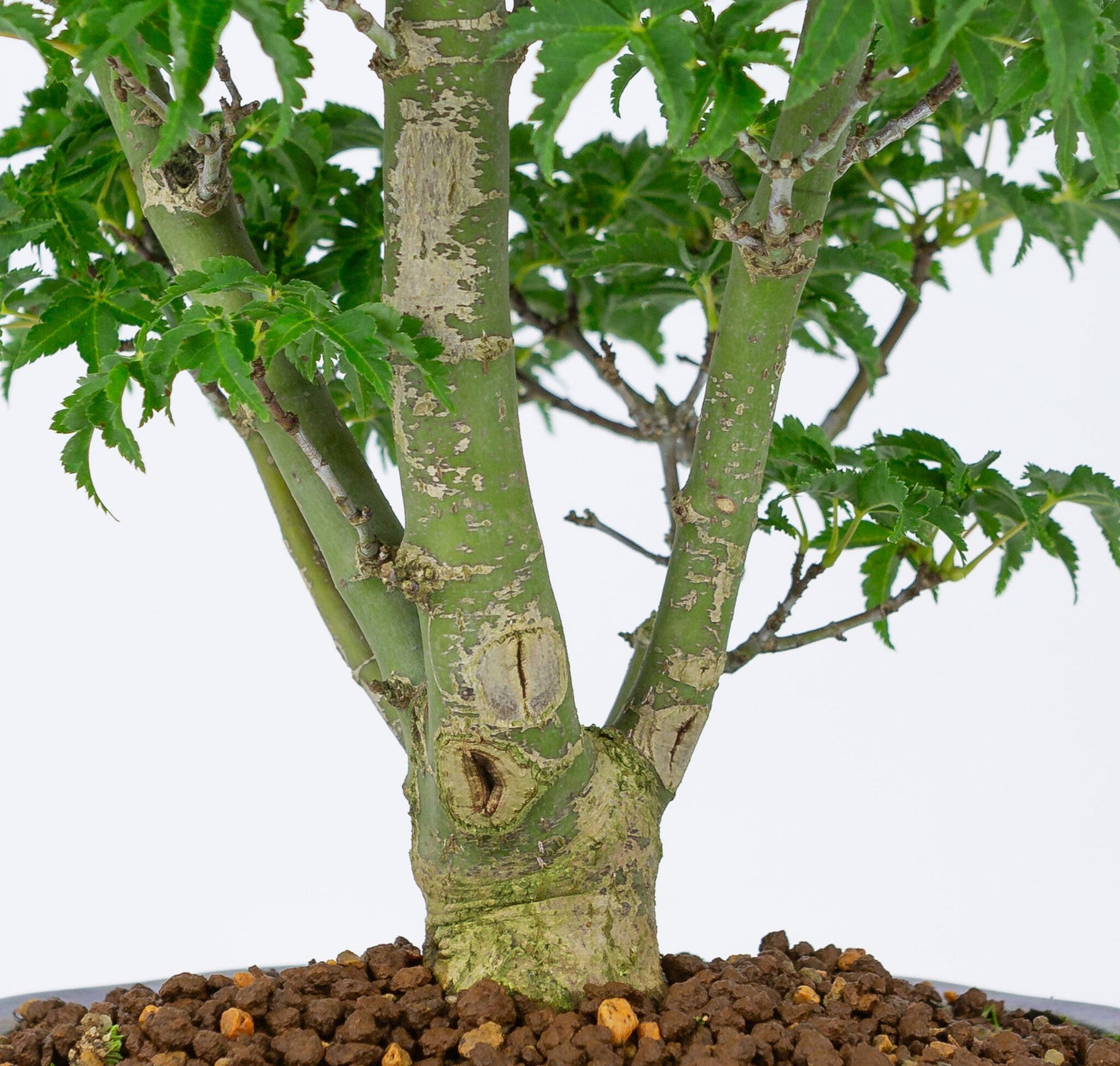 Bonsaï d'extérieur Acer palmatum « Shishigashira » pot Mokko bleu 20 cm, hauteur ~45 cm