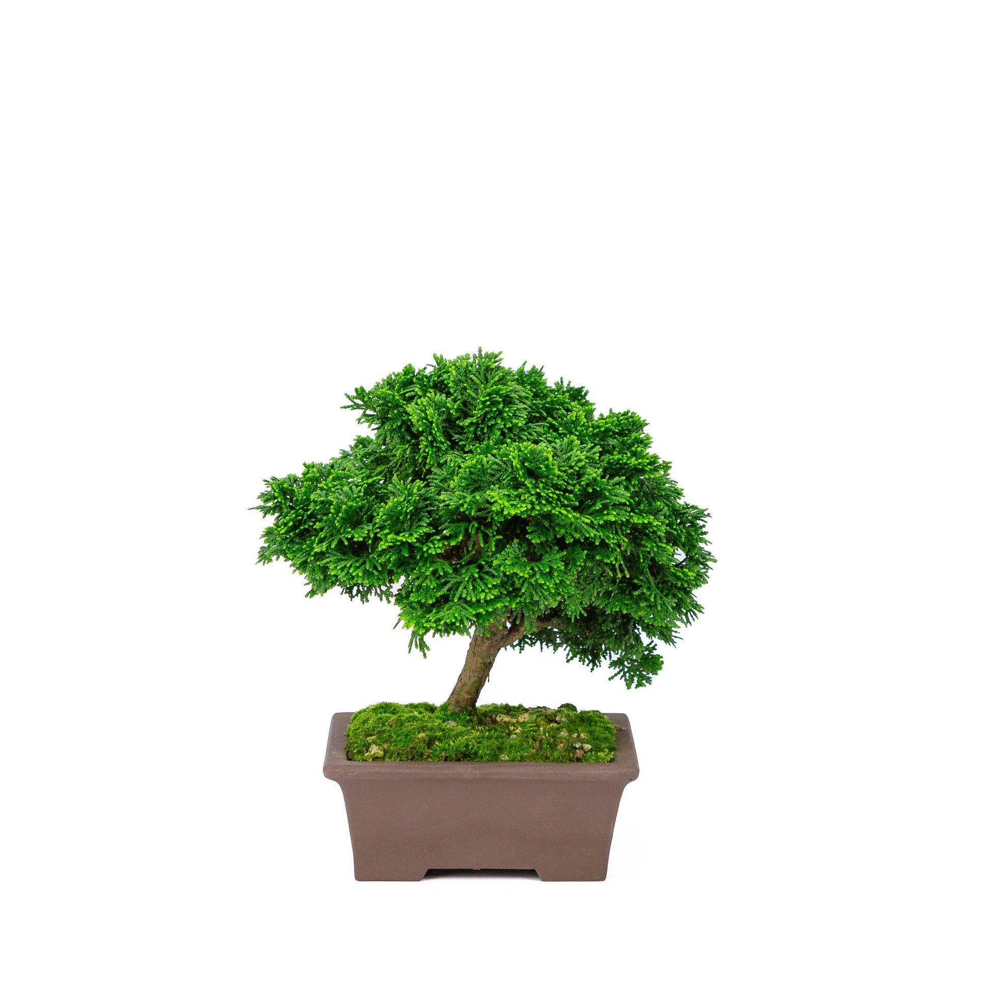 Bonsaï d'extérieur Chamaecyparis obtusa pot rectangulaire non émaillé 13cm, hauteur ~22cm