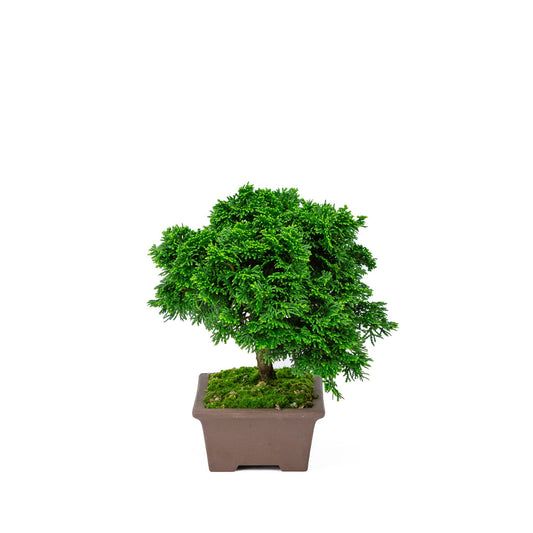 Bonsaï d'extérieur Chamaecyparis obtusa, pot rectangulaire non émaillé 13 cm, hauteur ~22 cm