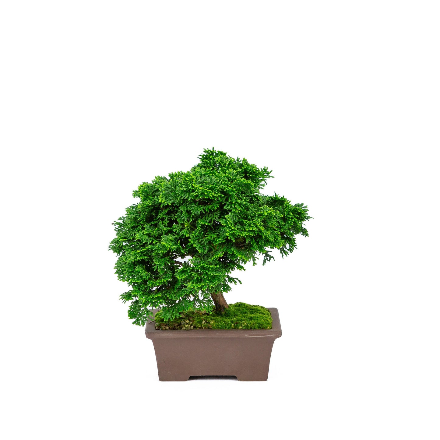 Bonsaï d'extérieur Chamaecyparis obtusa, pot rectangulaire non émaillé 13 cm, hauteur ~22 cm