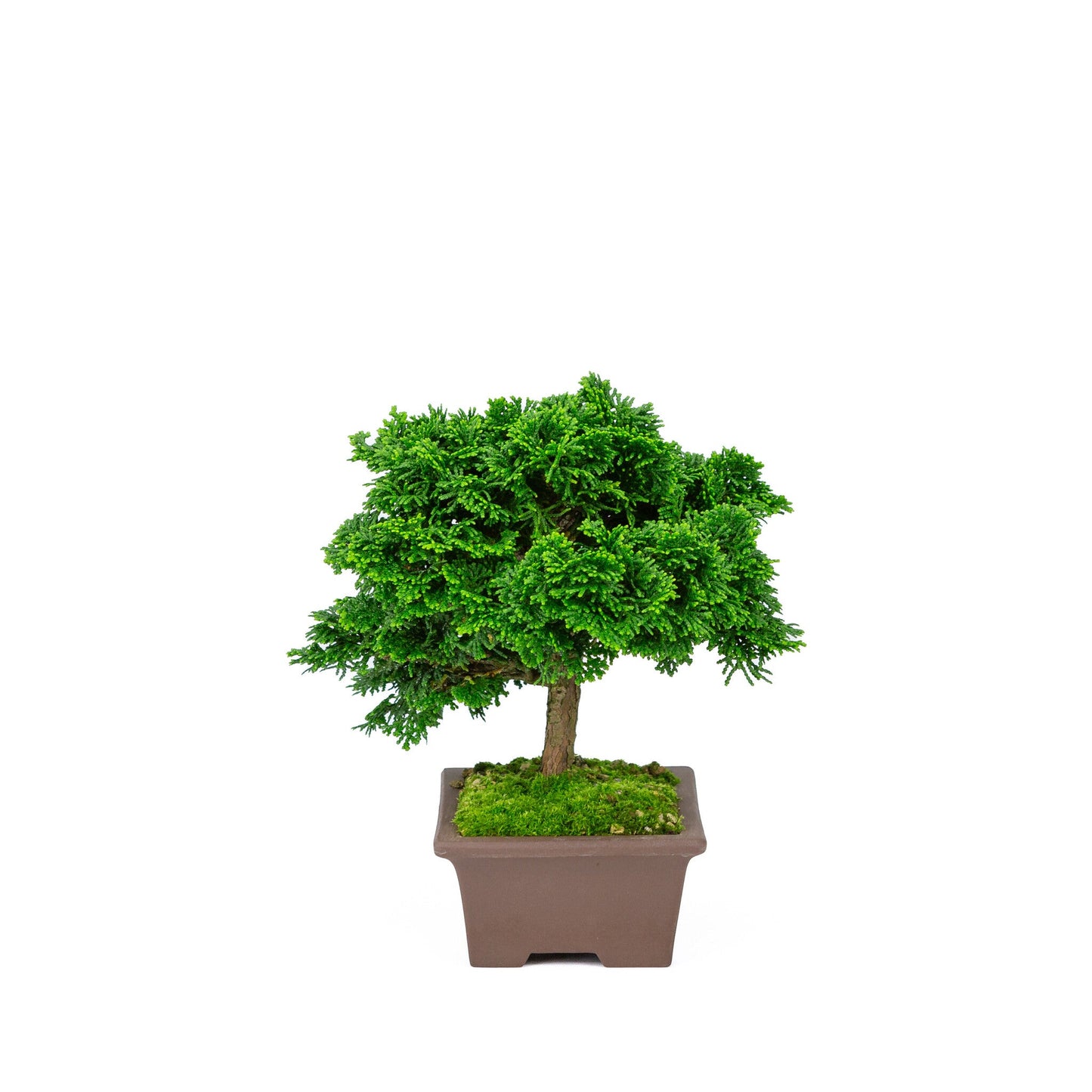 Bonsaï d'extérieur Chamaecyparis obtusa, pot rectangulaire non émaillé 13 cm, hauteur ~22 cm