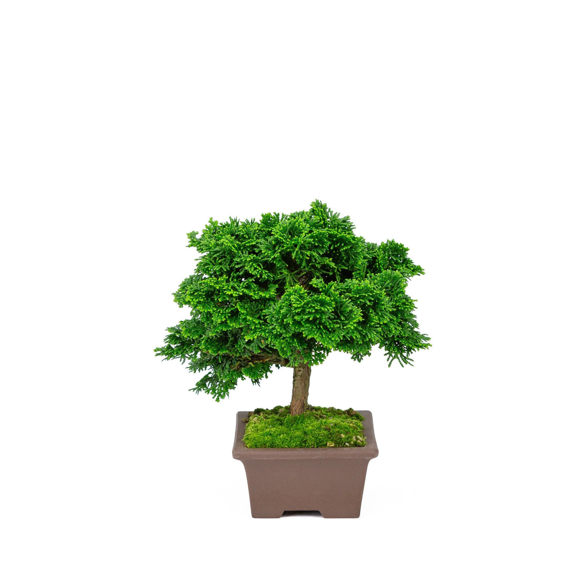 Bonsaï d'extérieur Chamaecyparis obtusa, pot rectangulaire non émaillé 13 cm, hauteur ~22 cm