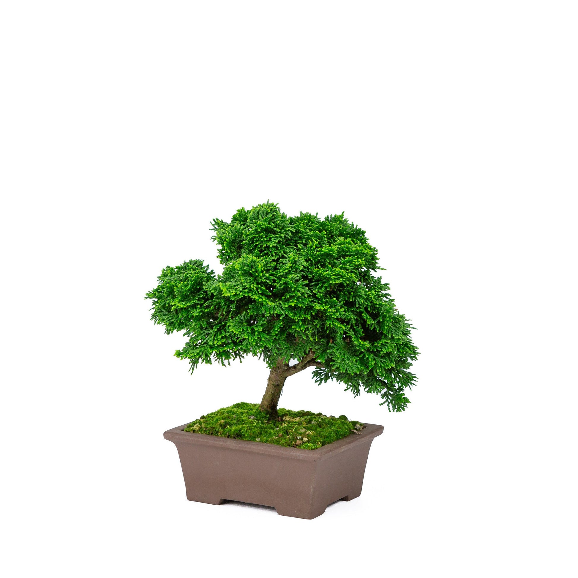 Bonsaï d'extérieur Chamaecyparis obtusa, pot rectangulaire non émaillé 13 cm, hauteur ~22 cm