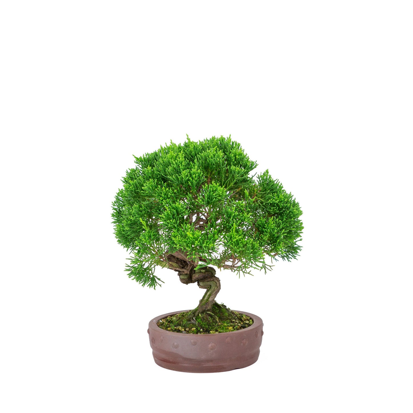 Bonsaï d'extérieur Juniperus chinensis « Itoigawa » pot rond non émaillé 14 cm, hauteur ~ 27 cm