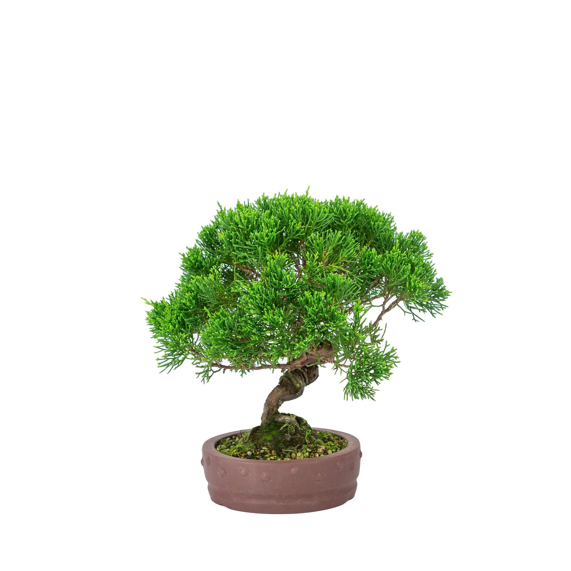 Bonsaï d'extérieur Juniperus chinensis « Itoigawa » pot rond non émaillé 14 cm, hauteur ~ 27 cm