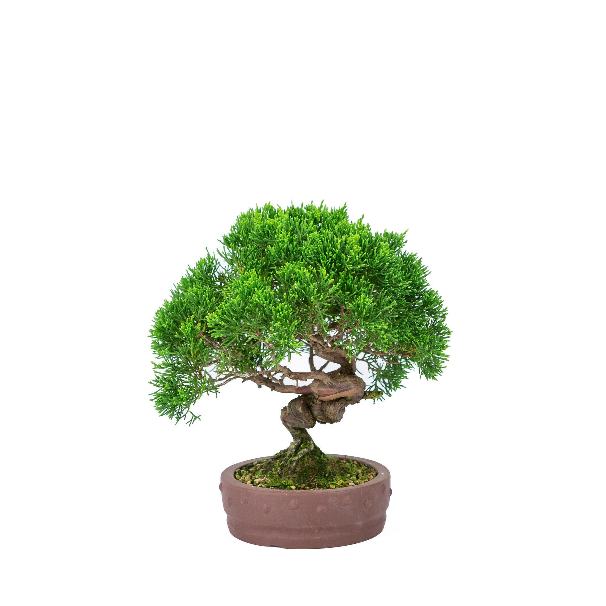 Bonsaï d'extérieur Juniperus chinensis « Itoigawa » pot rond non émaillé 14 cm, hauteur ~ 27 cm