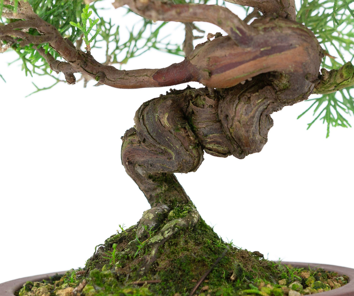 Bonsaï d'extérieur Juniperus chinensis « Itoigawa » pot rond non émaillé 14 cm, hauteur ~ 27 cm