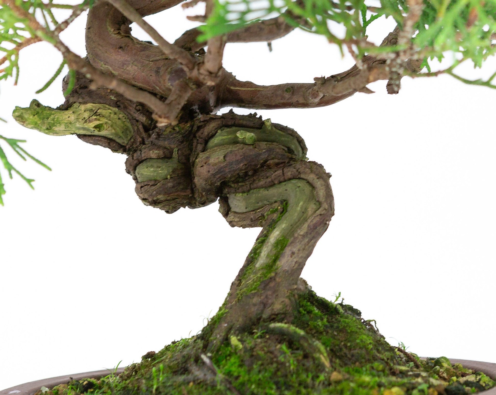 Bonsaï d'extérieur Juniperus chinensis « Itoigawa » pot rond non émaillé 14 cm, hauteur ~ 27 cm