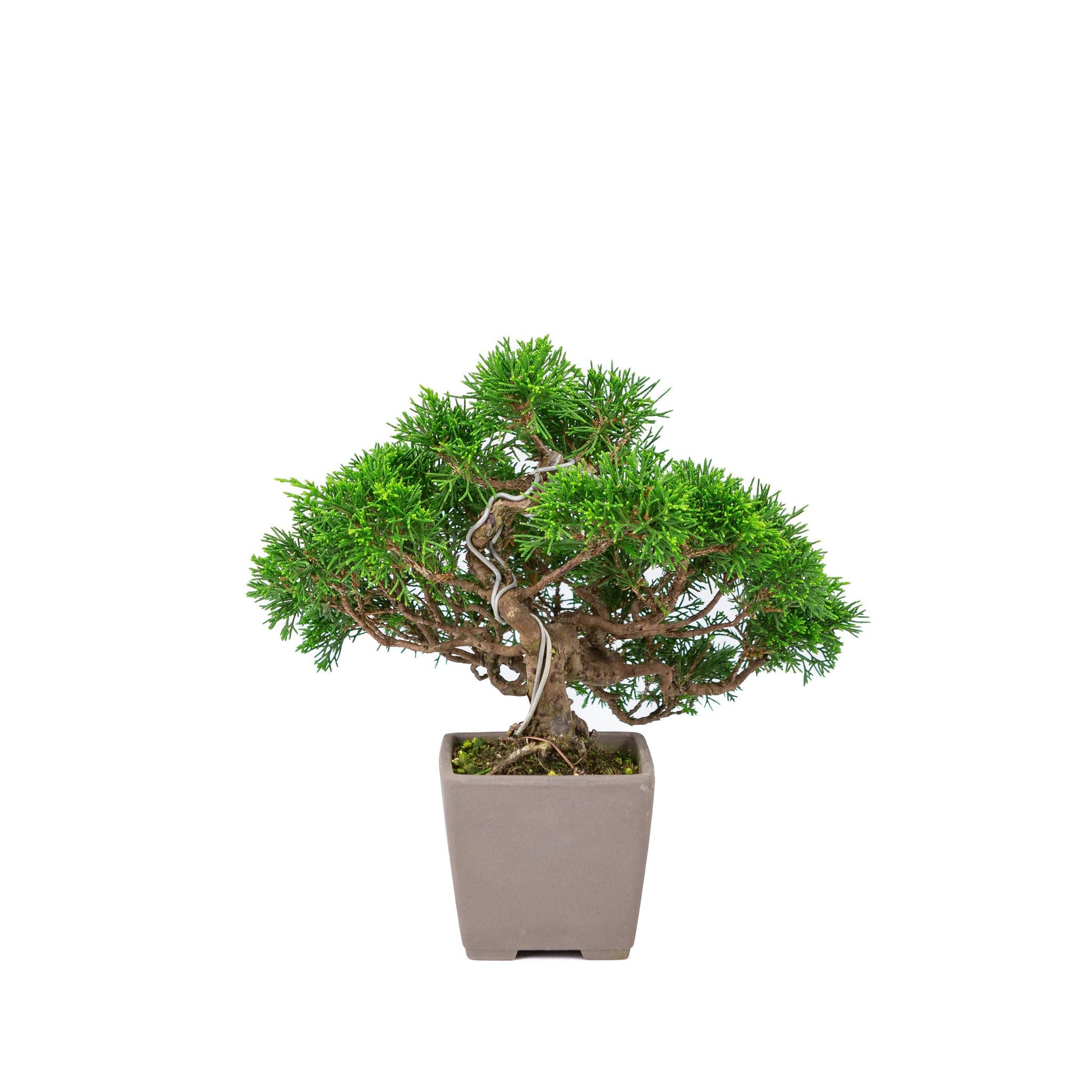 Bonsaï d'extérieur Juniperus chinensis « Itoigawa » carré non émaillé 9 cm, hauteur ~25 cm