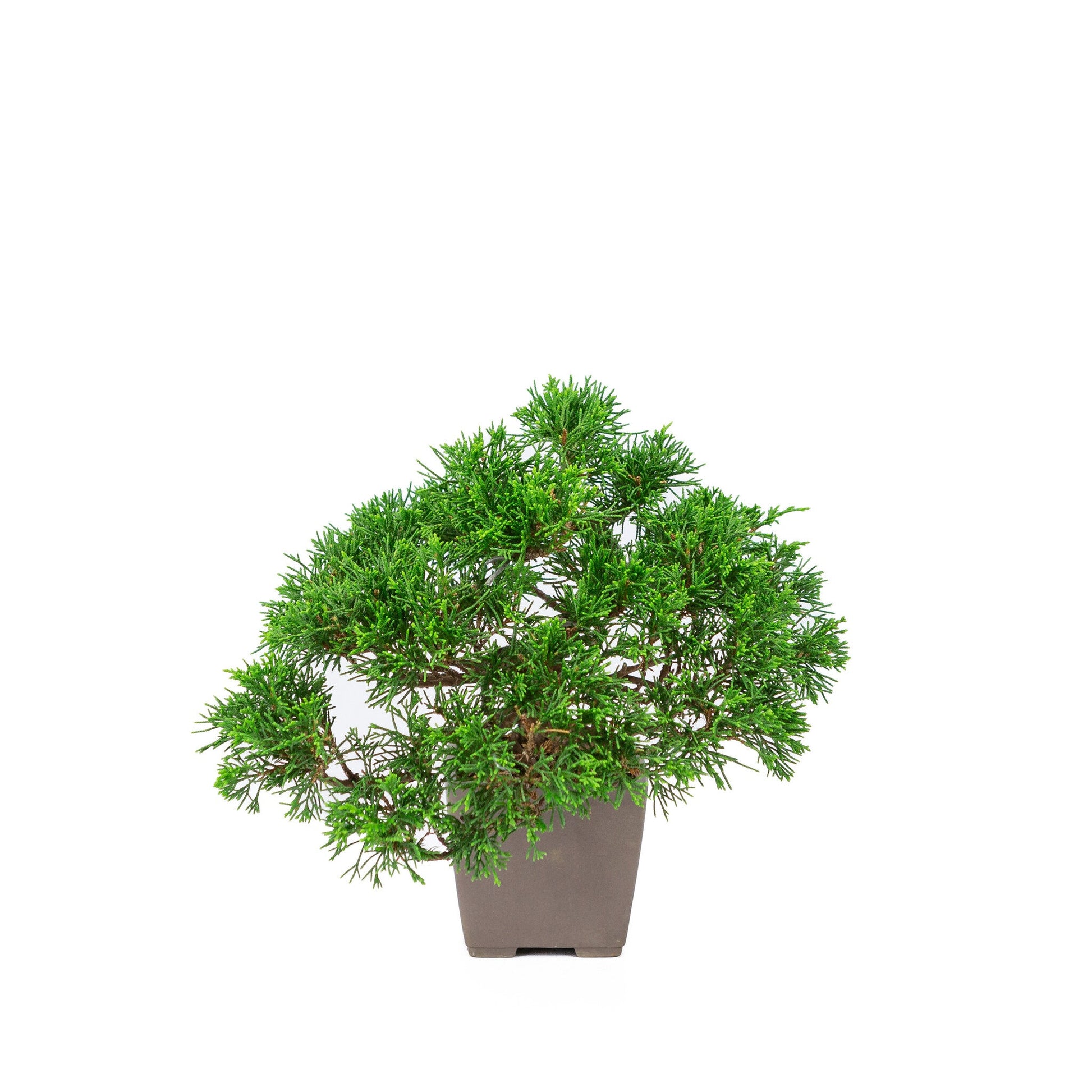 Bonsaï d'extérieur Juniperus chinensis « Itoigawa » carré non émaillé 9 cm, hauteur ~25 cm