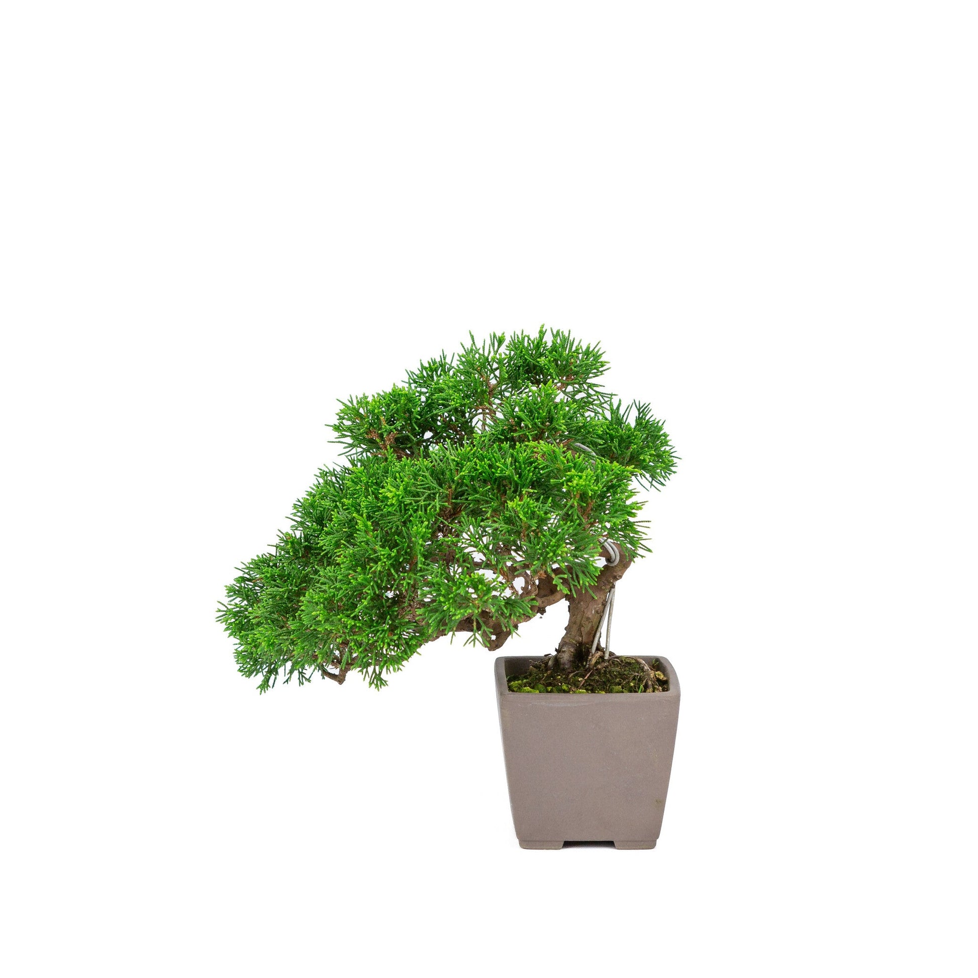 Bonsaï d'extérieur Juniperus chinensis « Itoigawa » carré non émaillé 9 cm, hauteur ~25 cm