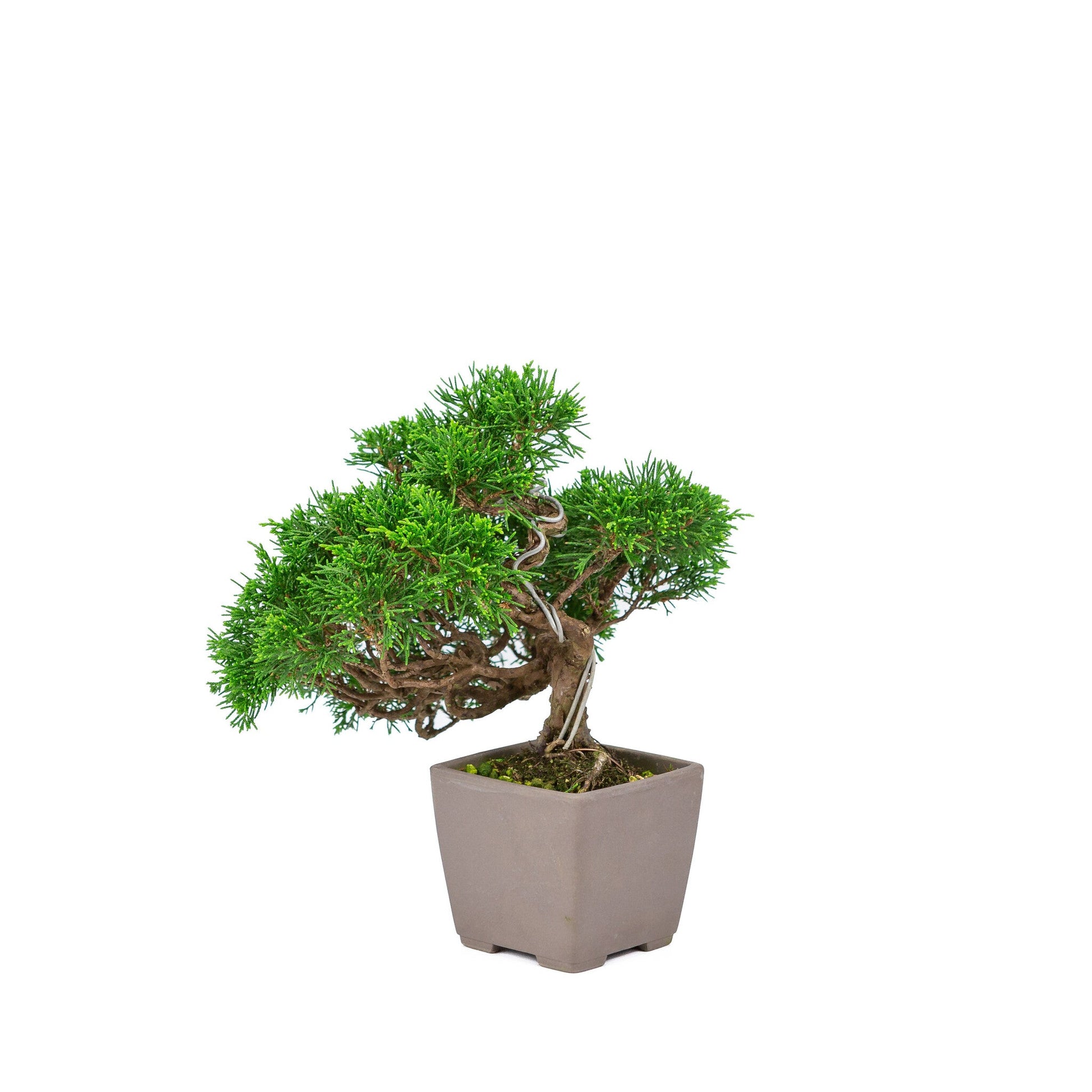 Bonsaï d'extérieur Juniperus chinensis « Itoigawa » carré non émaillé 9 cm, hauteur ~25 cm
