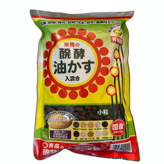 Bonsai Tosho Aburakasu (kleine korrel) 600gr