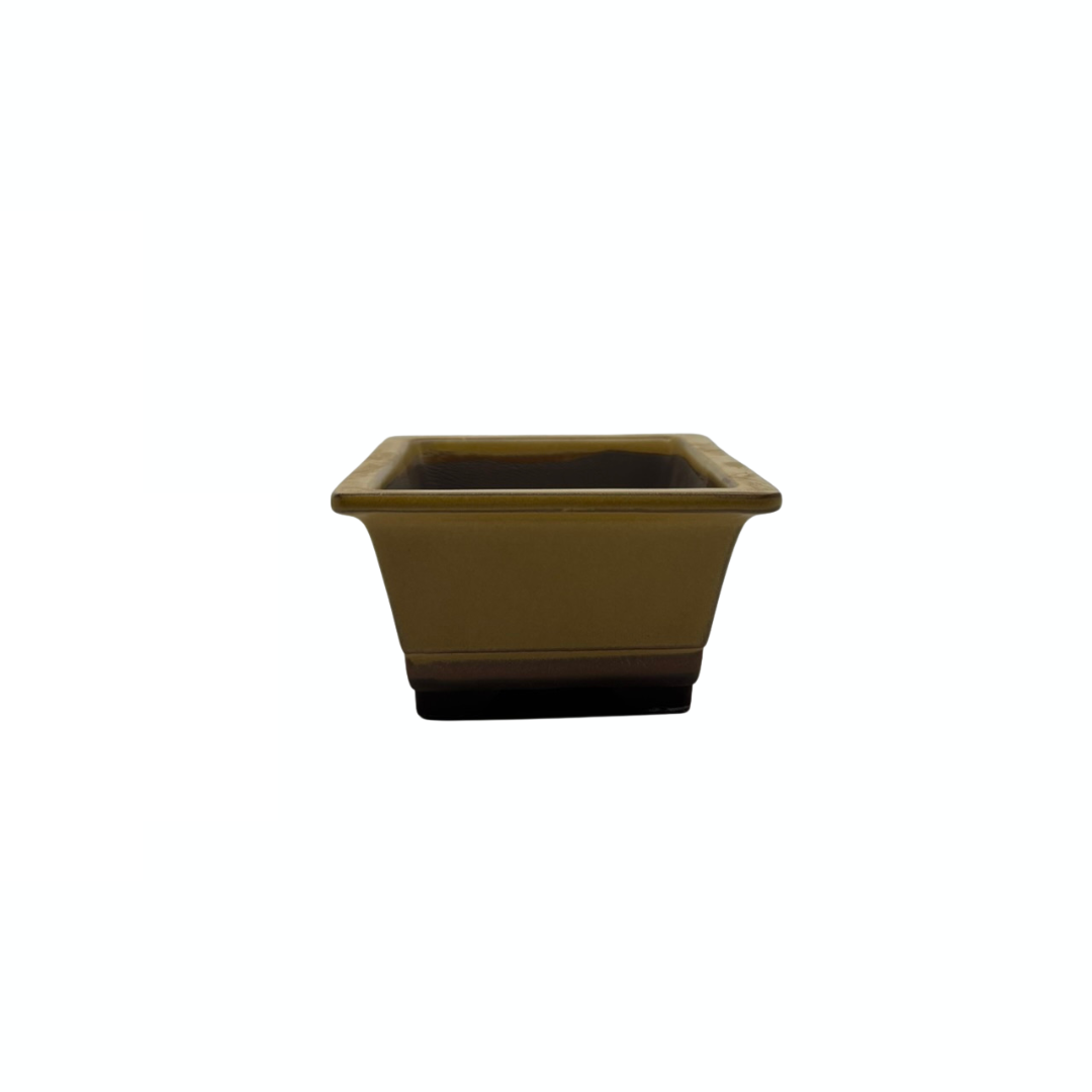 Ensemble de pots à bonsaï - rectangulaires, émaillés, jaunes (14 cm de large)