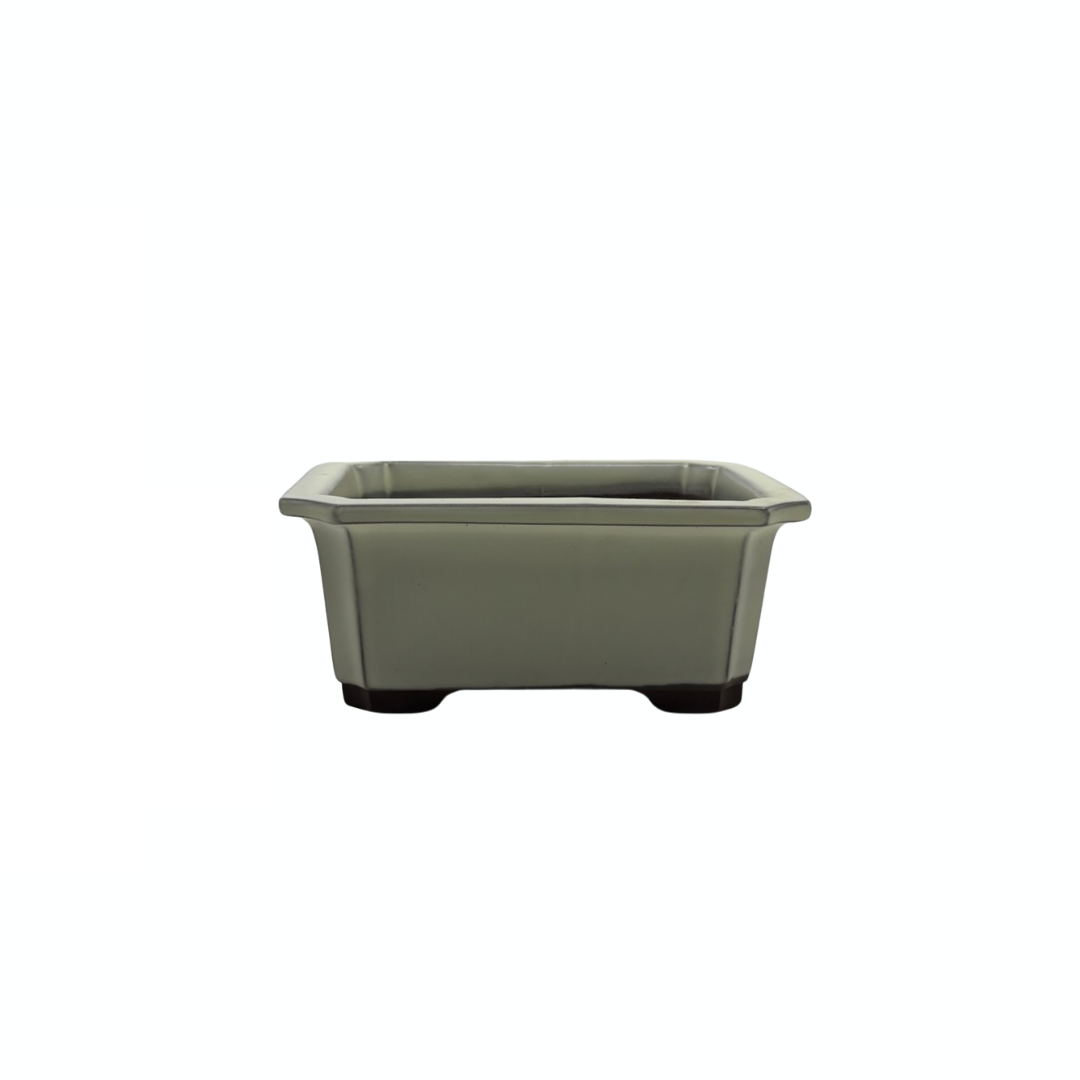 Ensemble de pots à bonsaï - rectangulaires, émaillés, crème (14 cm de large)