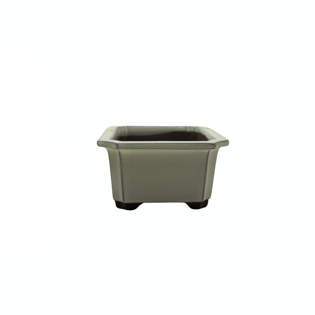 Ensemble de pots à bonsaï - rectangulaires, émaillés, crème (14 cm de large)
