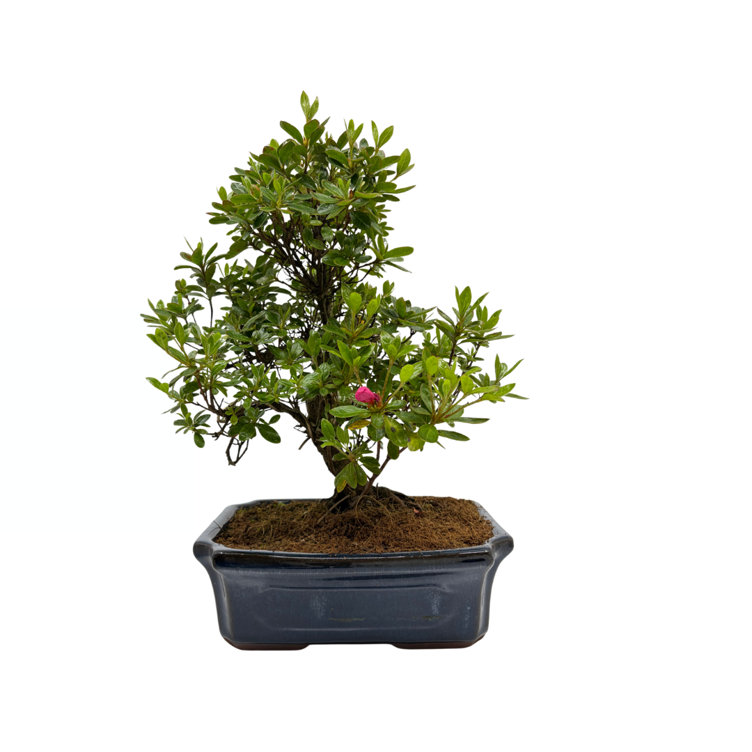 Rhododendron indicum (satsuki azalea), hoogte ~40cm