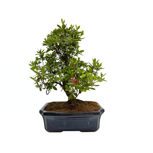 Rhododendron indicum (satsuki azalea), hoogte ~40cm