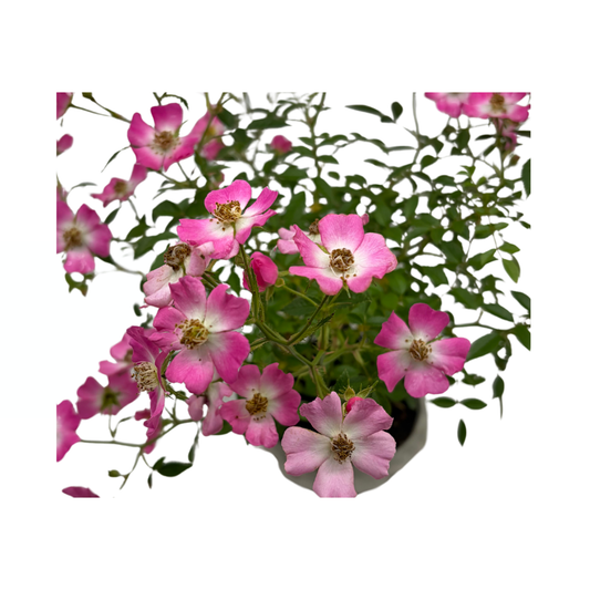 Rosa multiflora (veelbloemige roos), hoogte ~30cm