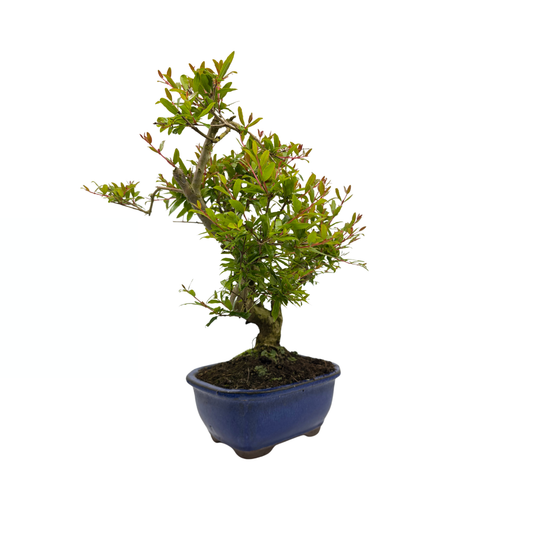 Punica granatum(granaatappel), hoogte ~35cm