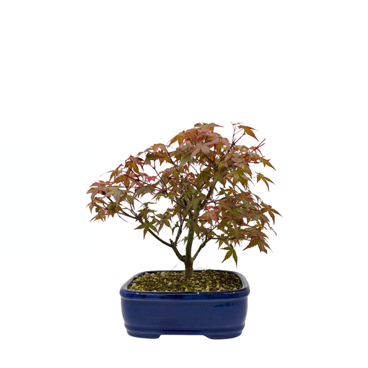 Acer palmatum 'Deshojo' (Japanse esdoorn), hoogte ~28cm