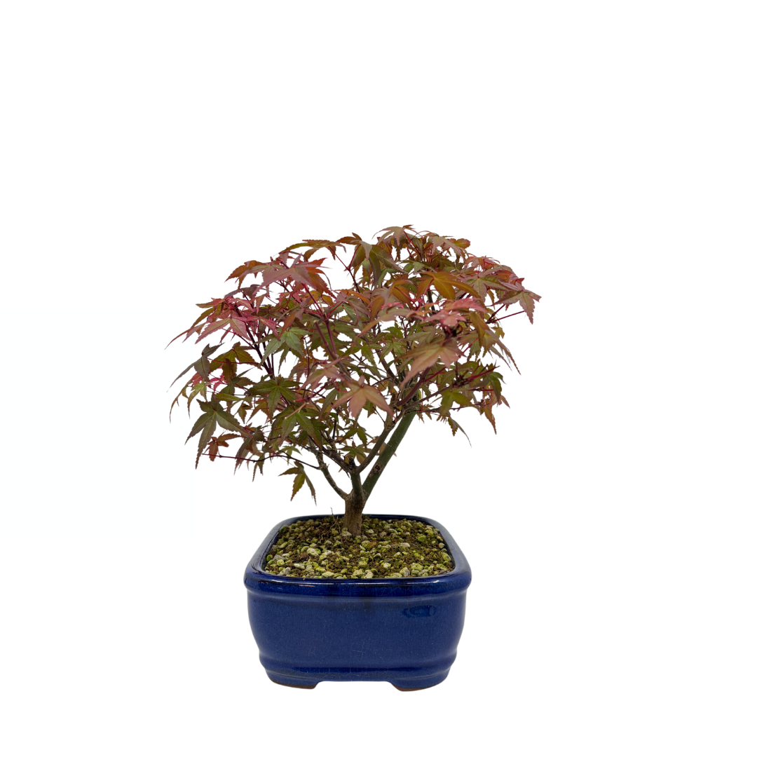 Acer palmatum 'Deshojo' (Érable japonais), hauteur ~28cm