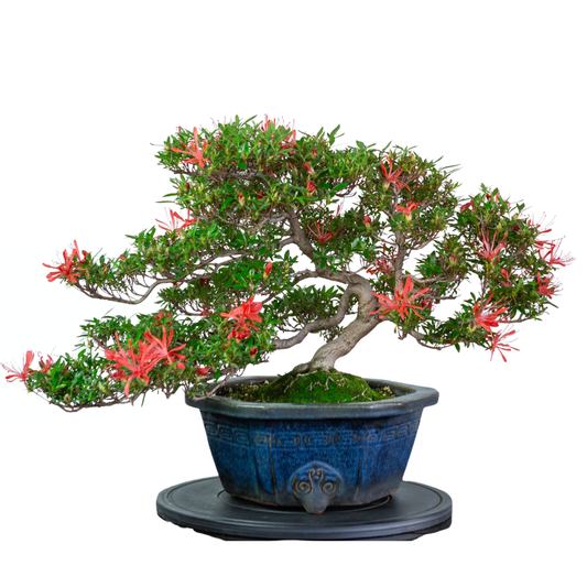 Rhododendron indicum 'Kinsai' (azalée satsuki), hauteur ~52cm