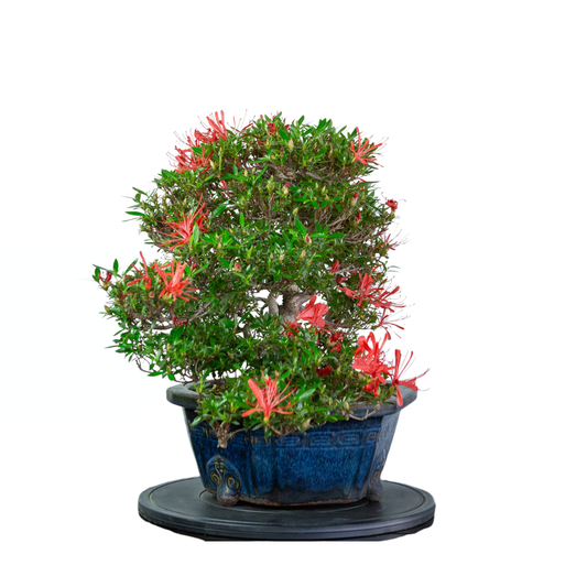 Rhododendron indicum 'Kinsai' (azalée satsuki), hauteur ~52cm