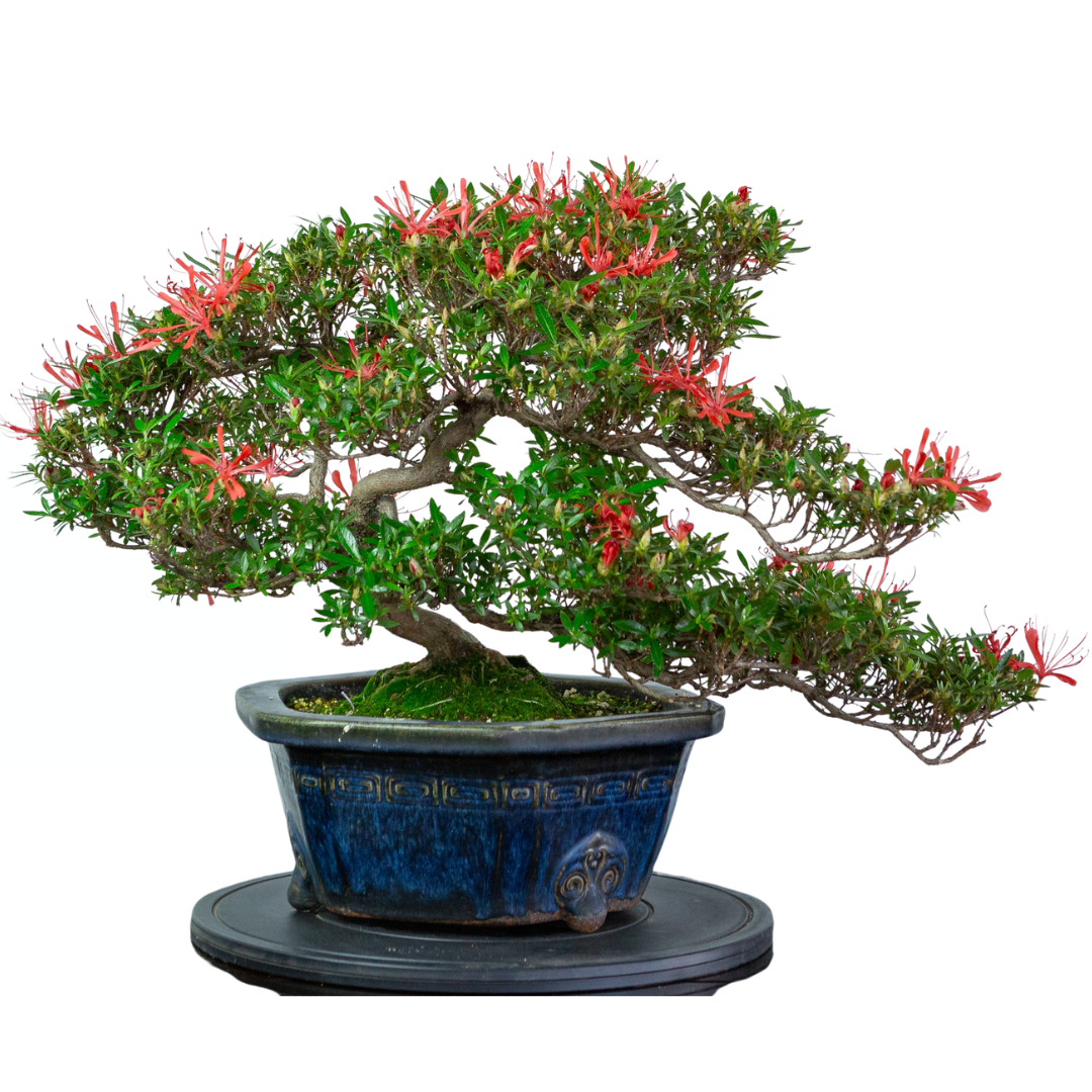 Rhododendron indicum 'Kinsai' (azalée satsuki), hauteur ~52cm