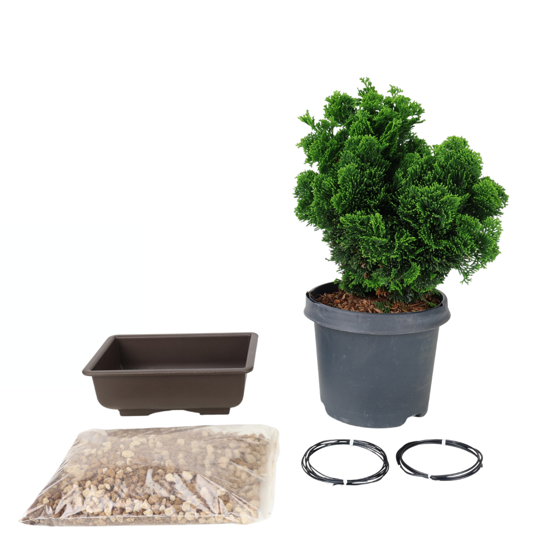 Kit de démarrage Chamaecyparis obtusa (Cyprès Hinoki)