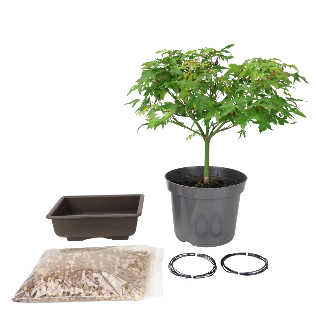 Kit de démarrage Acer palmatum (Érable du Japon)
