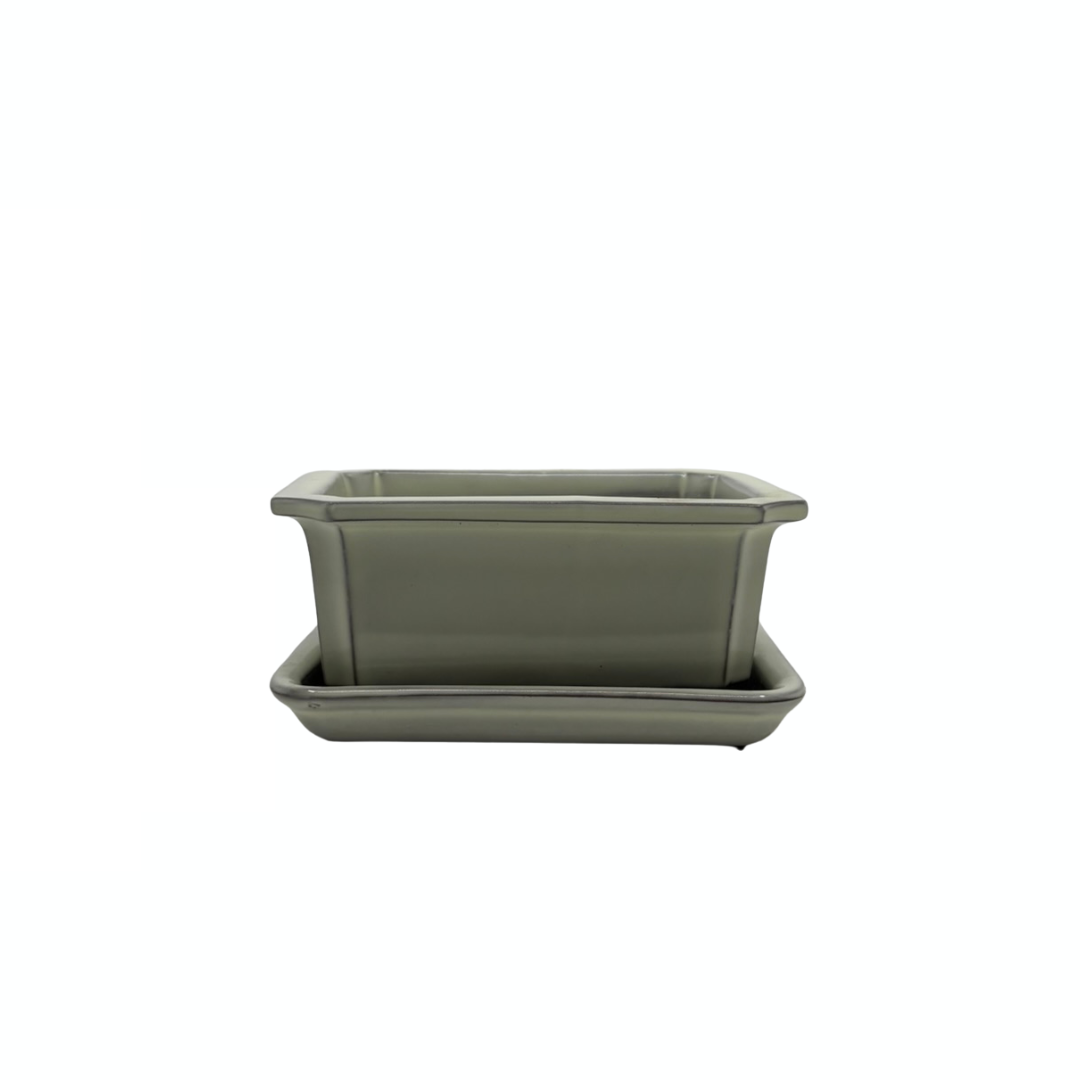 Ensemble de pots à bonsaï - rectangulaires, émaillés, crème (14 cm de large)
