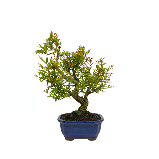 Punica granatum(granaatappel), hoogte ~35cm