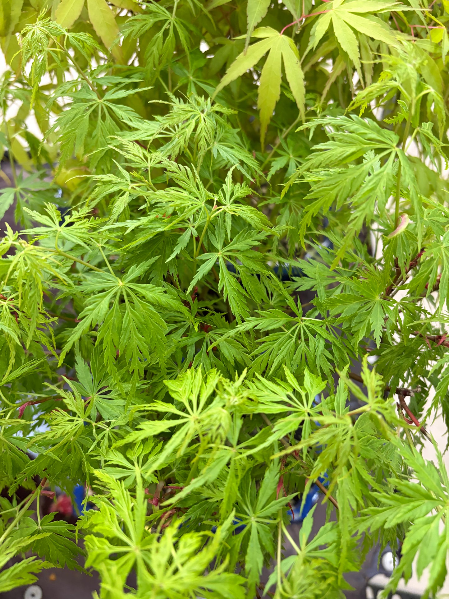 Acer palmatum « Seiryu » (érable japonais), hauteur ~39 cm