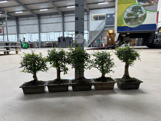 Reserved 5 Zelkova for AH