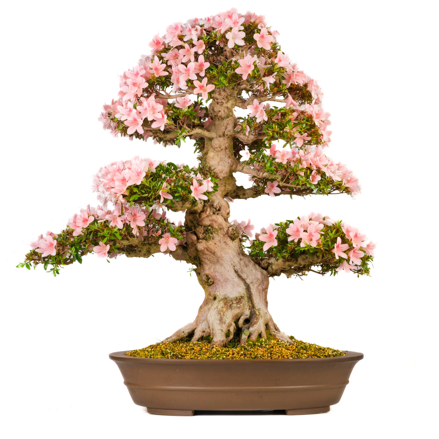 Rhododendron indicum (Azalée) N° 101, hauteur ~85cm