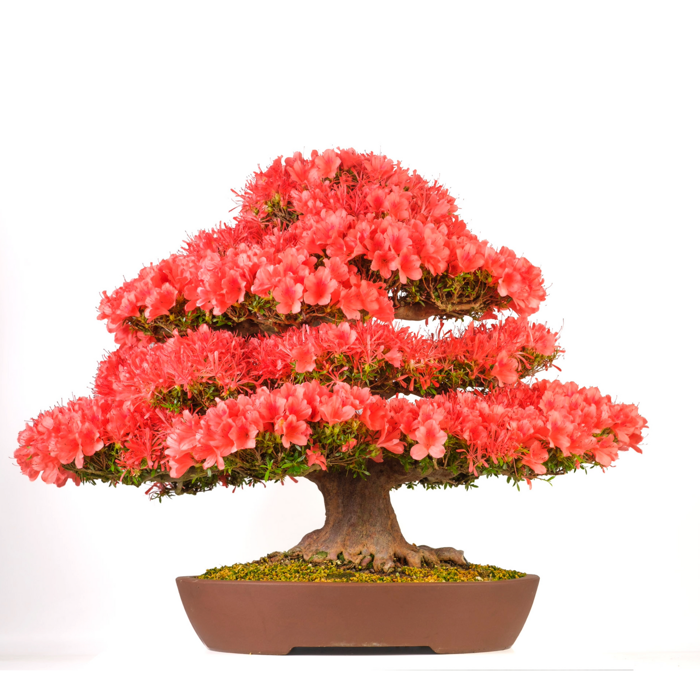 Rhododendron indicum 'Kinsai' (Azalea) No. 107, hoogte ~74cm