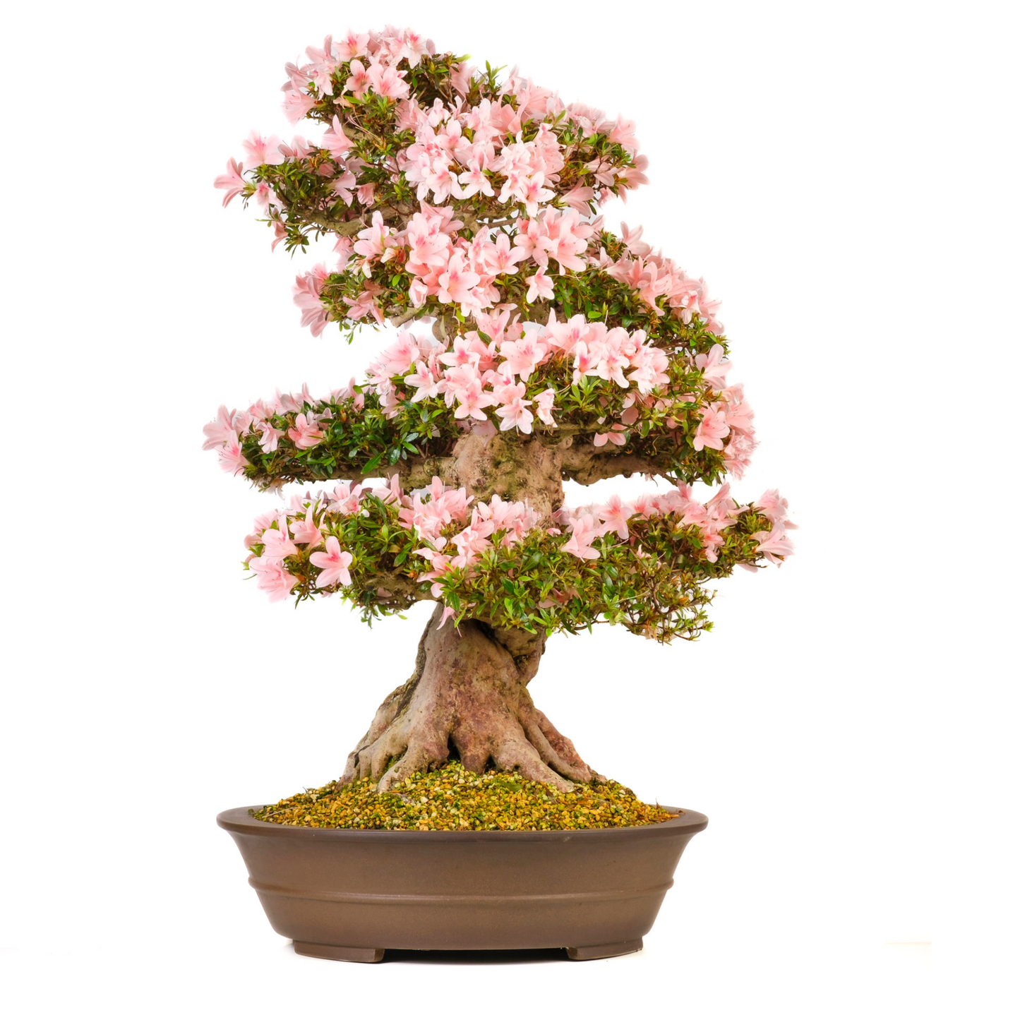 Rhododendron indicum (Azalée) N° 101, hauteur ~85cm