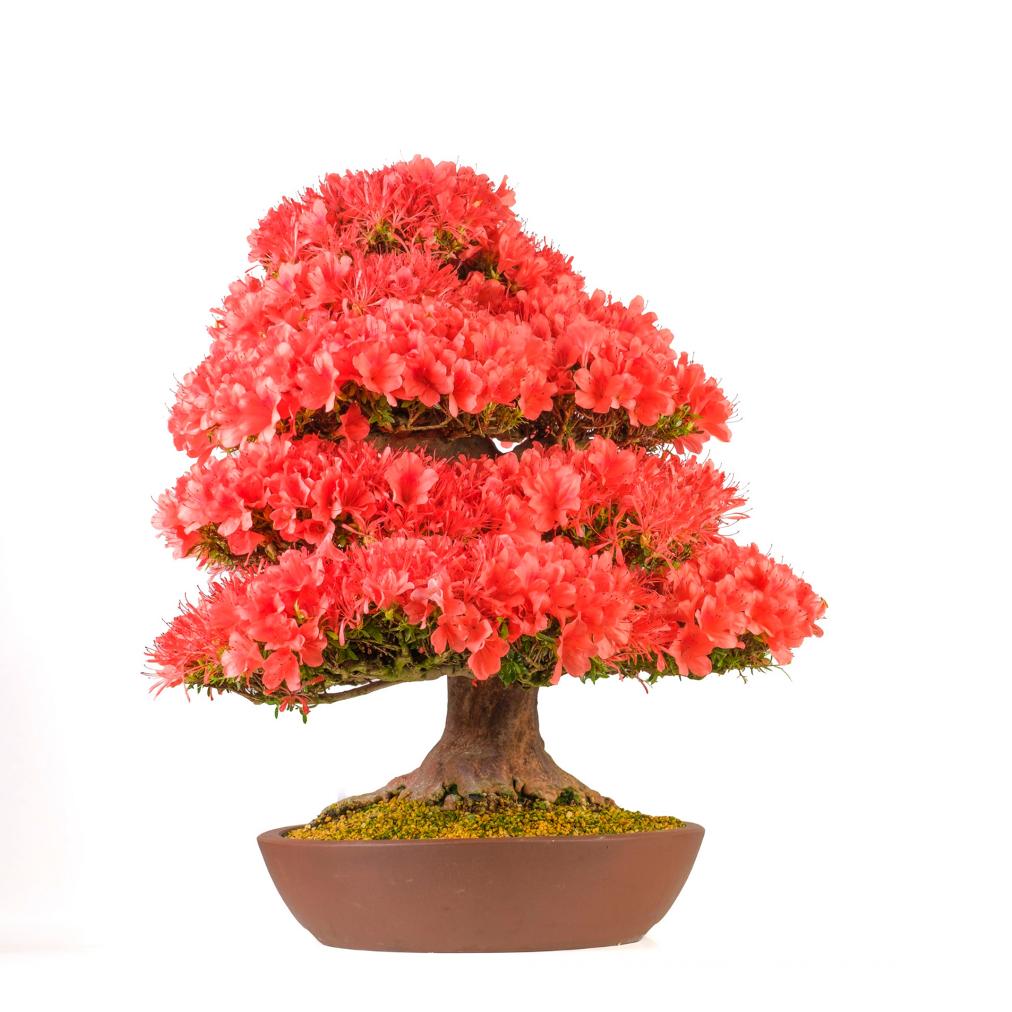 Rhododendron indicum 'Kinsai' (Azalea) No. 107, hoogte ~74cm