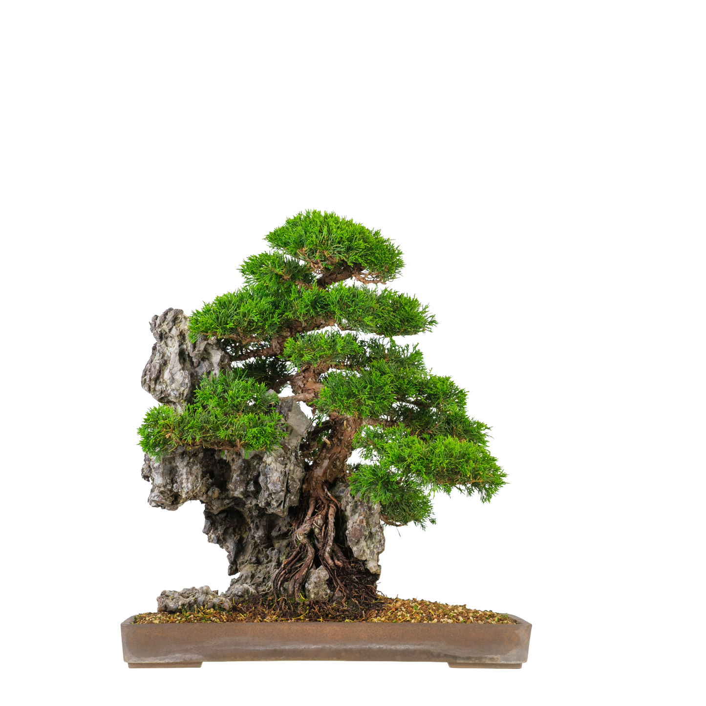 Juniperus chinensis (Chinese Jeneverbes) No. 89, hoogte ~52cm