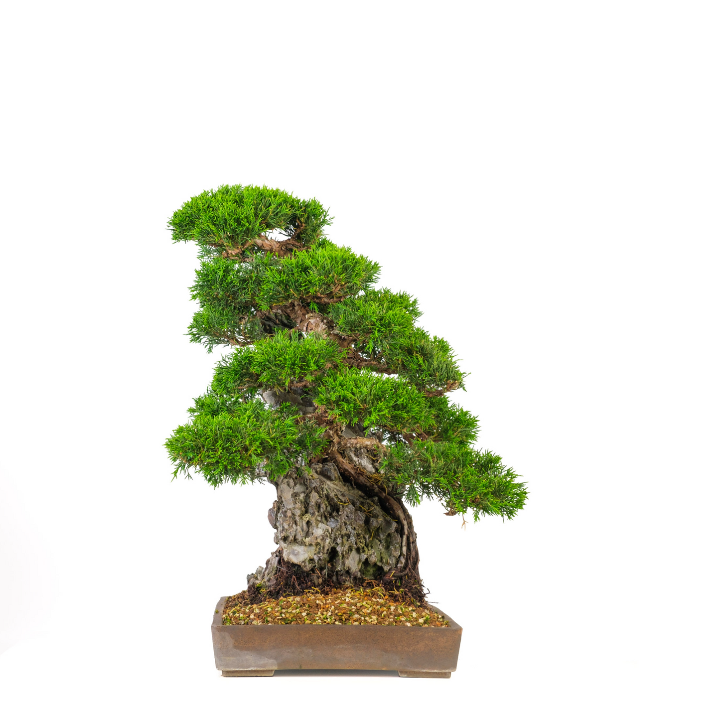 Juniperus chinensis (Chinese Jeneverbes) No. 89, hoogte ~52cm