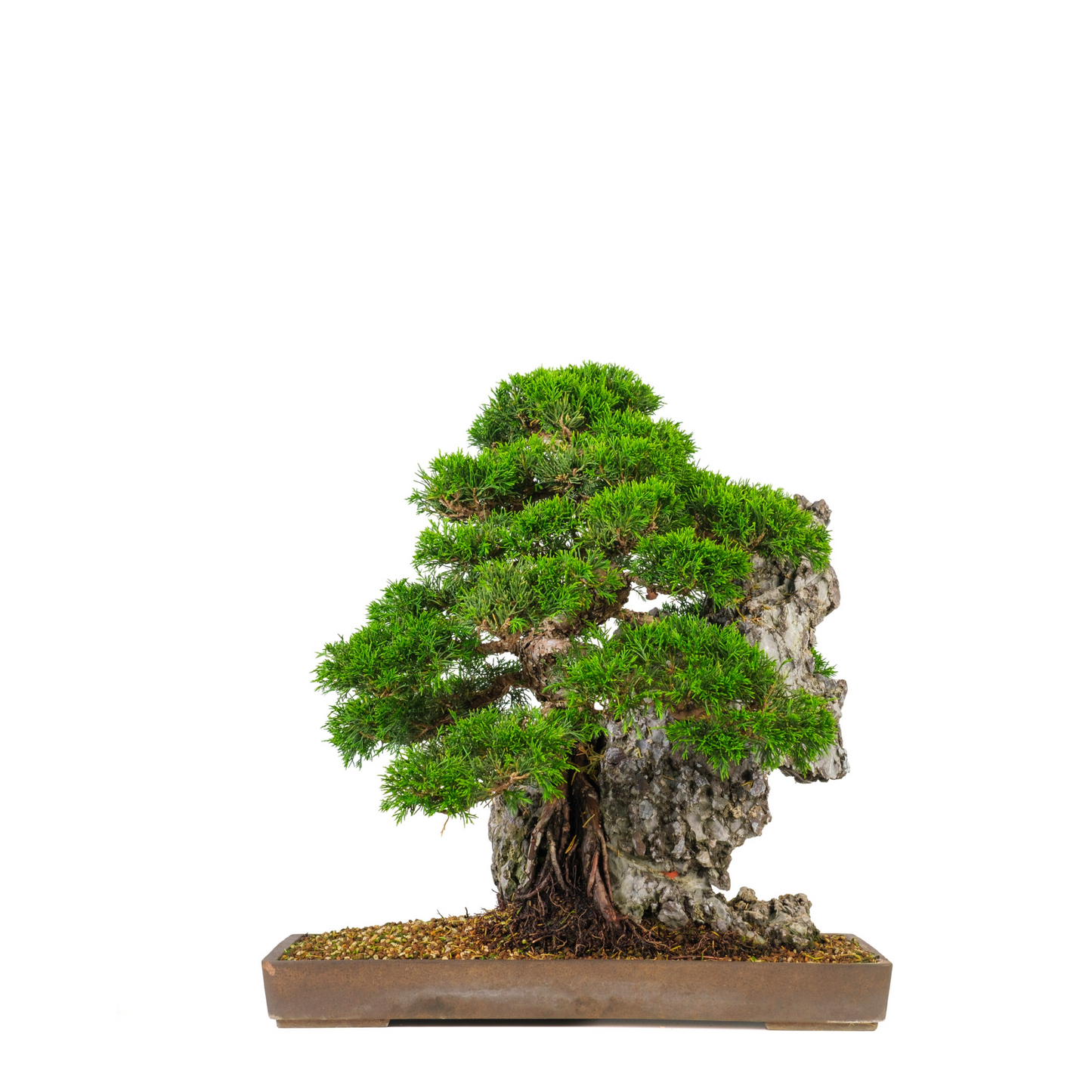 Juniperus chinensis (Chinese Jeneverbes) No. 89, hoogte ~52cm