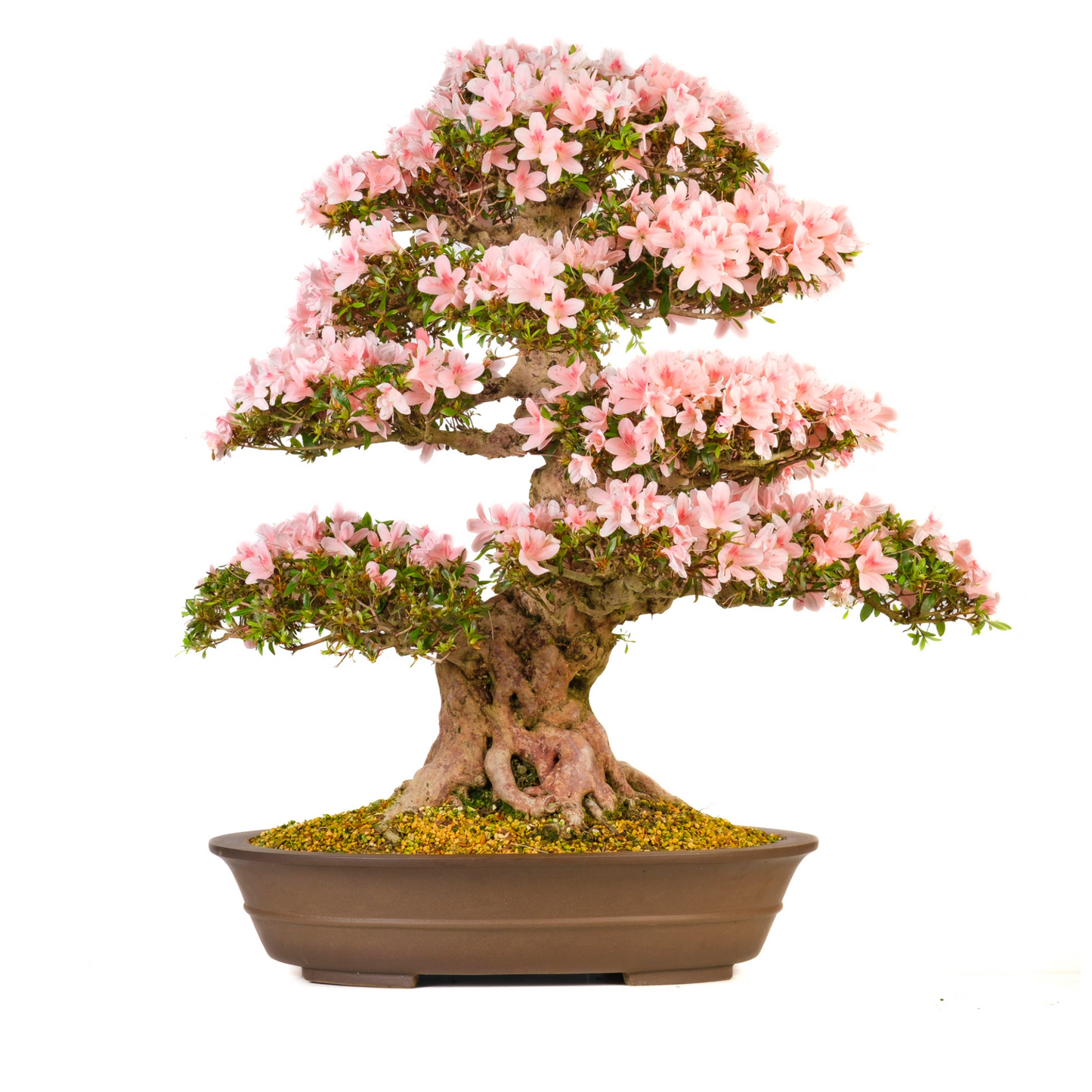 Rhododendron indicum (Azalée) N° 101, hauteur ~85cm