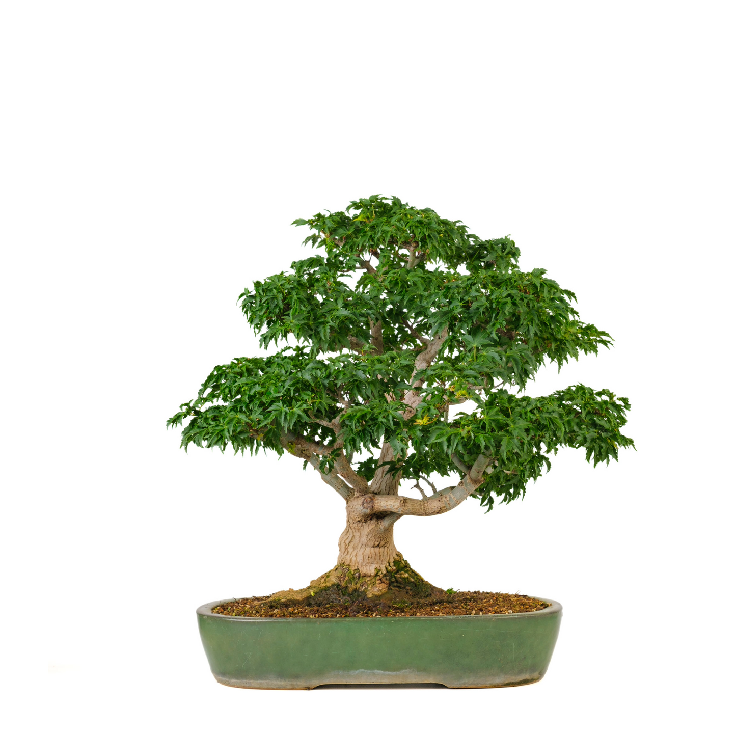 Acer palmatum 'Shishigashira' (Japanse Esdoorn) No. 110, hoogte ~57cm