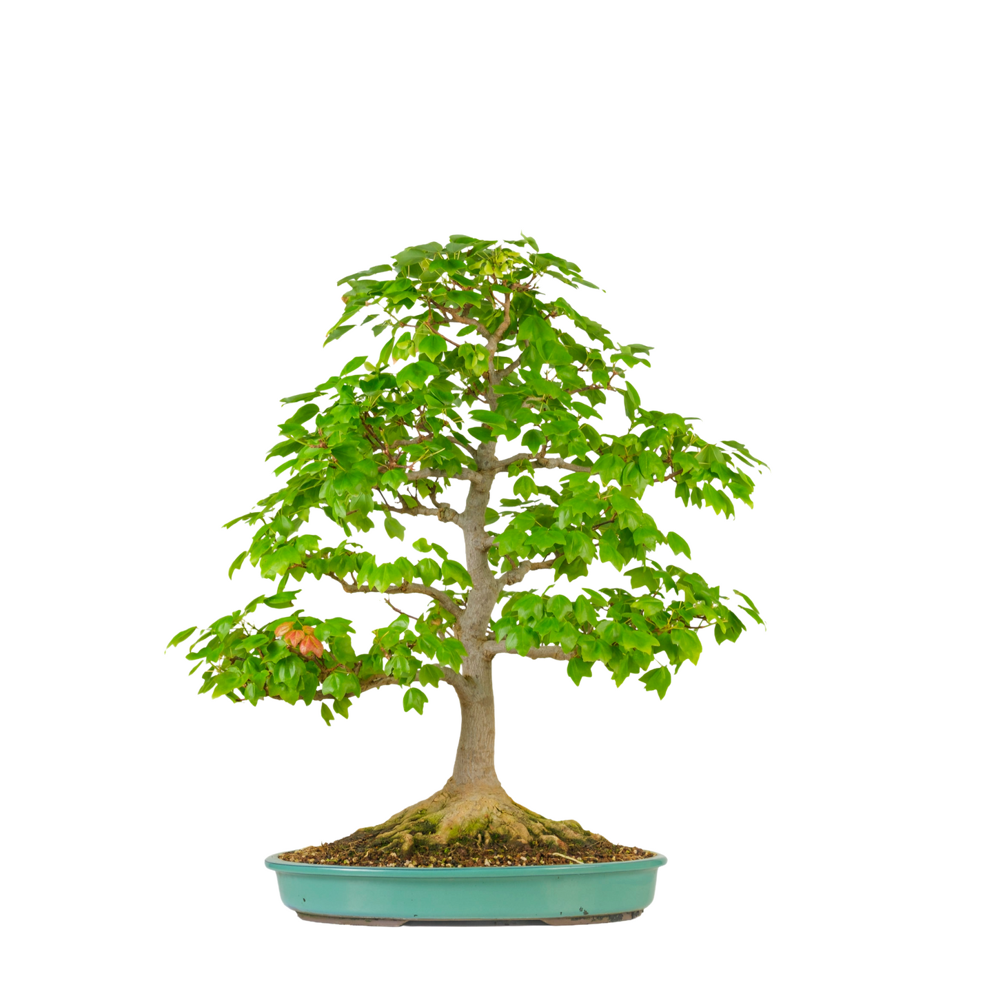 Acer buergerianum 'Miyasama' (Japanse Esdoorn) No. 16, hoogte ~68cm